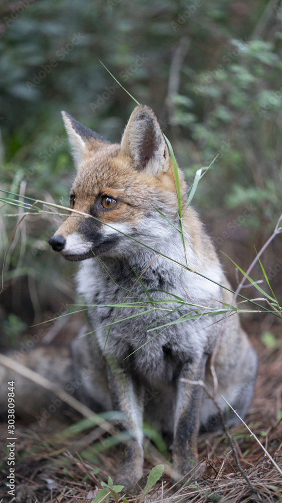 Naklejka premium Scatti della volpe nel parco della maremma