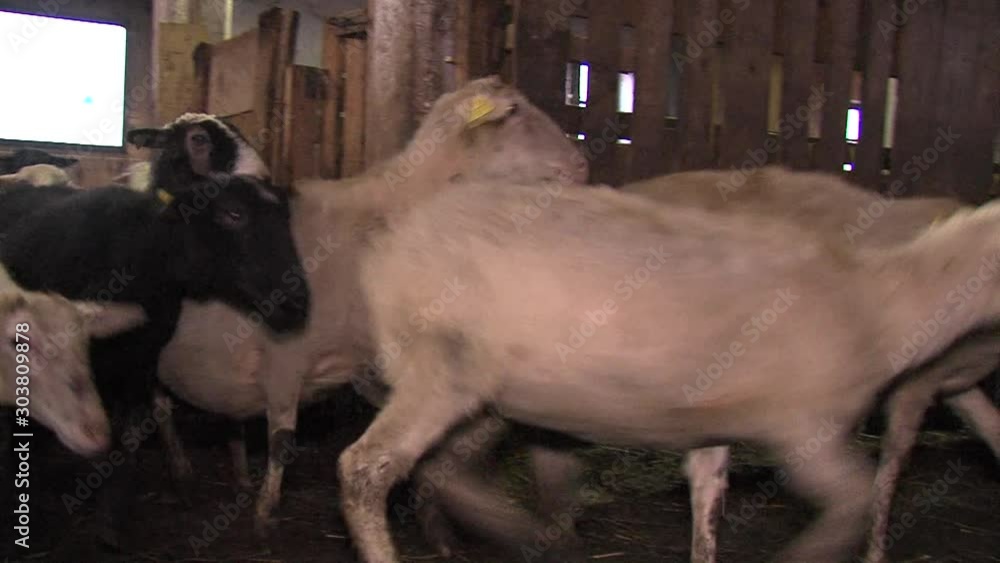 Flock of black and white sheep run inside barn, farmer in blue working clothes watches over them. Right pan of sheep running indors.