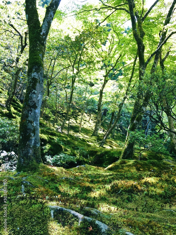 Greenery hill side of a Japanese garden with tall tree and moss with sunlight shines through tree leaves and branches Greenery hill side of a Japanese garden with tall tree and moss with sunlight shines through tree leaves and branches