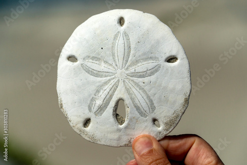 flower sea urchin skeleton on a sandy beach of mexico photo