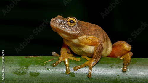 Tinker reed frog