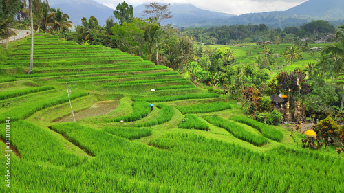 Jatiluwih paddy field rice terraces in Bali