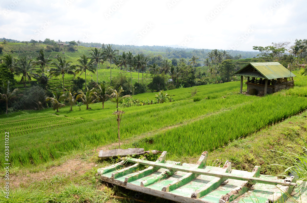 Φωτογραφία Jatiluwih rice terraces and plantation in Bali, Indonesia
