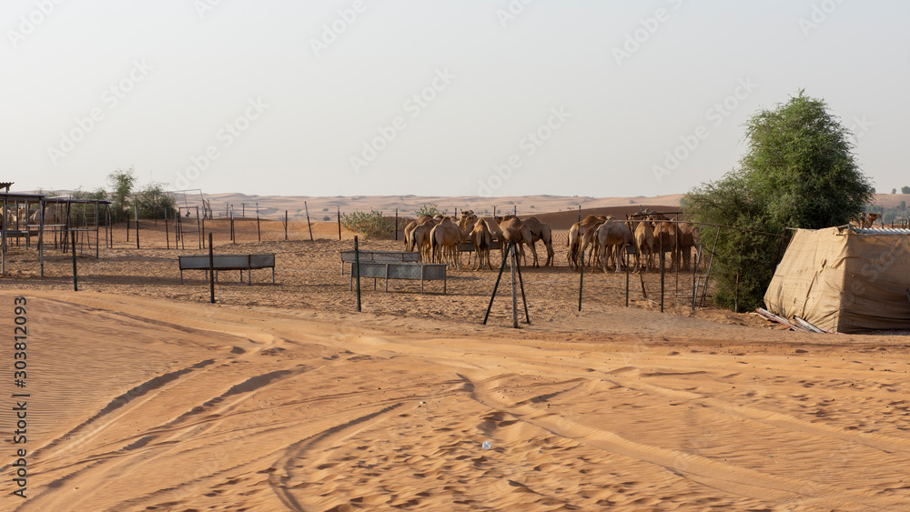 camel ranch in the dubai desert, United Arab Emirates