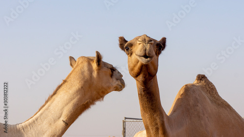 two looking camels  © André Gerken