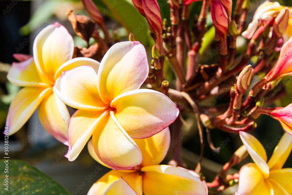 Frangipani Plumeria flowers Frangipani Plumeria flowers