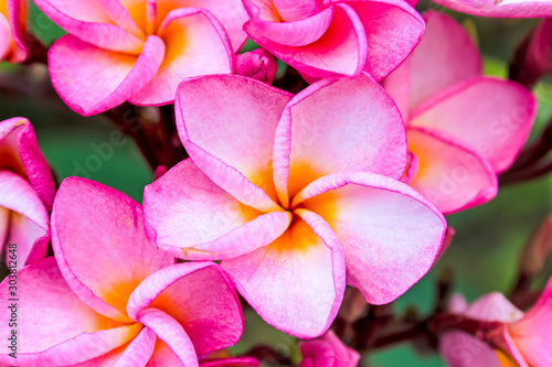 Frangipani Plumeria flowers