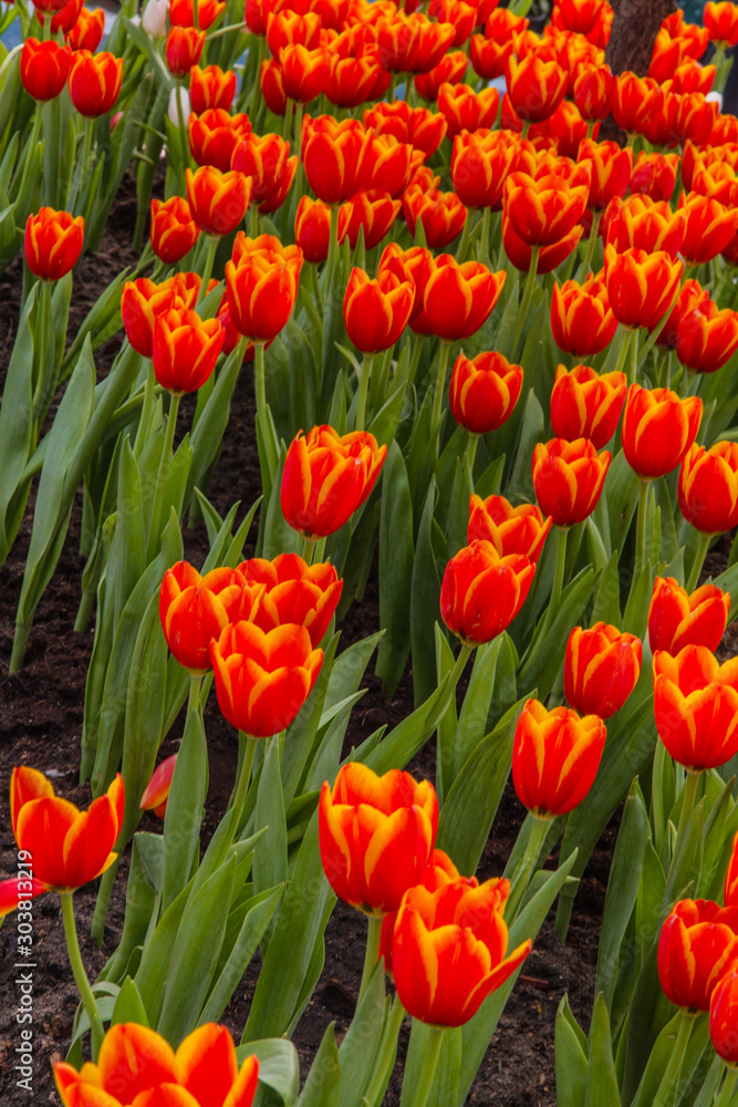 beautiful tulips field in spring time