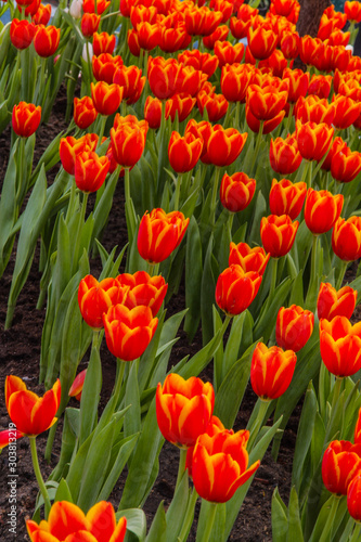 beautiful tulips field in spring time