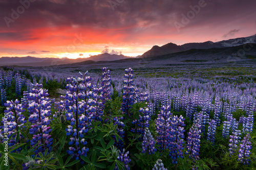 Lupine field in South Iceland. Skaftafell national park