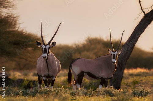 Oryx at Dusk