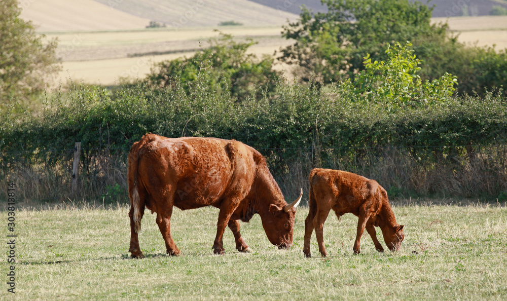 Vache, taureau et veau de la race Salers Vache, taureau et veau de la race Salers