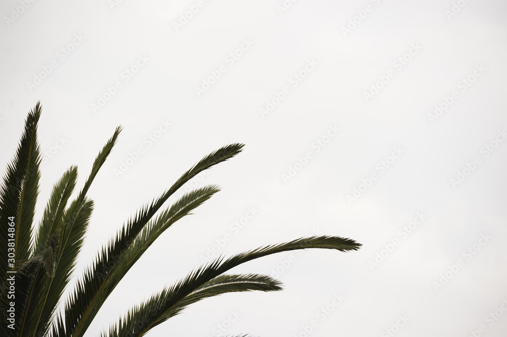 Obraz na plátně palmera
