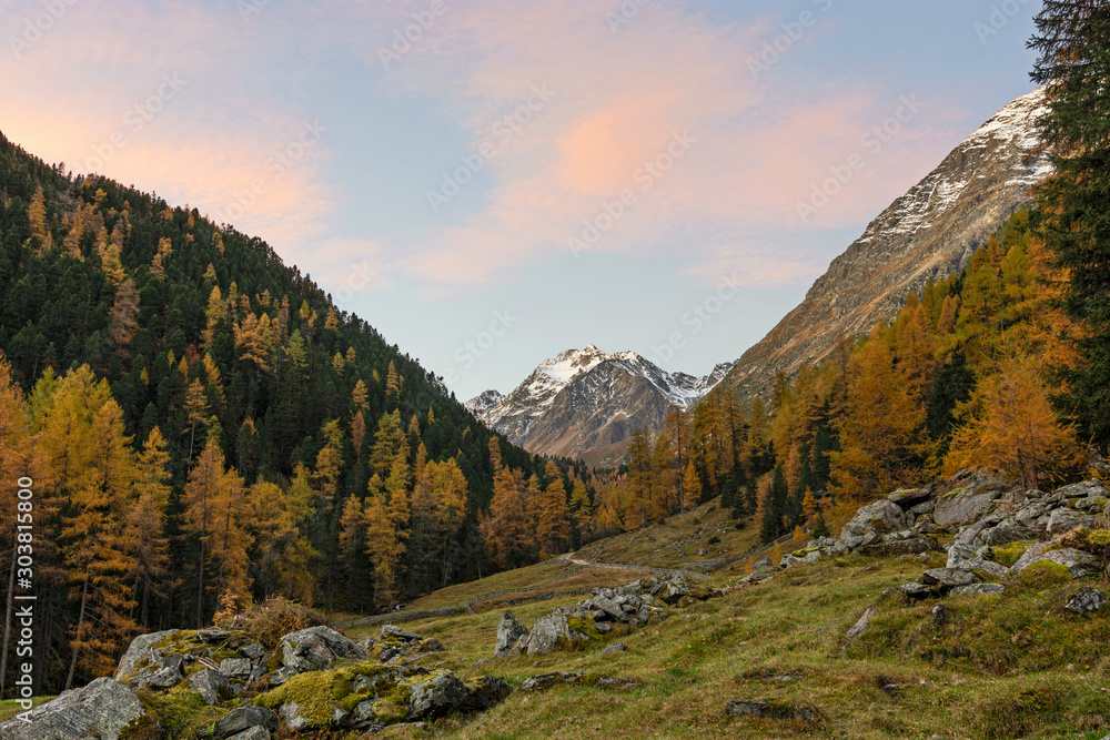 Colorful alpine landscape just before sunrise in the Oetztal Alps (Tirol, Austria). Green and yellow forest with snowy rocky mountains in the background.