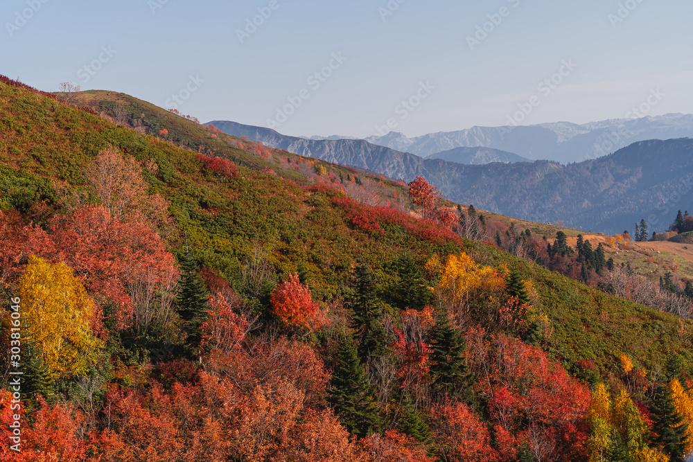 Autumn trees on the side of the mountains. Sochi, Rosa Khutor. Colorful autumn forest