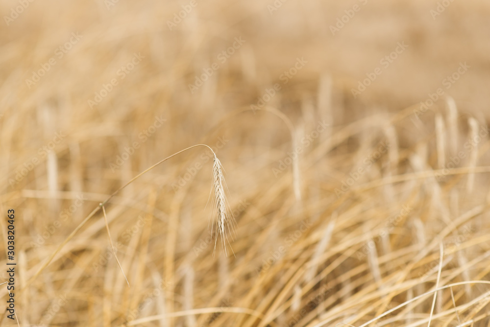 Fototapeta premium Wheat spikelets in the field. Wheat spikelets pattern. Background of wheat spikelets.