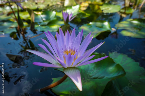 Pink waterlily in the pond