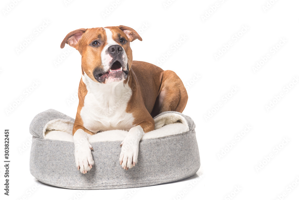 Εκτύπωση καμβά staffordshire bull terrier enjoying on his soft couch for dogs isolated on white