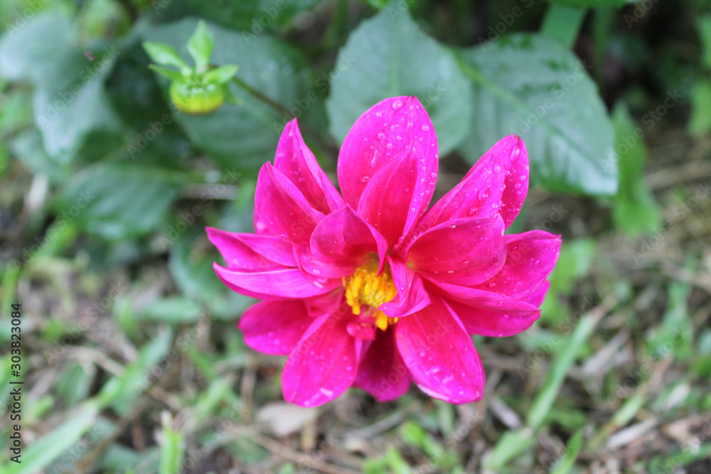 litte pink flower in garden litte pink flower in garden