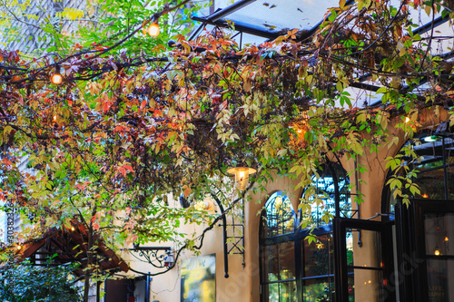 Photography Cozy city cafe in a beautiful winter garden with wild grapes, colorful leaves in