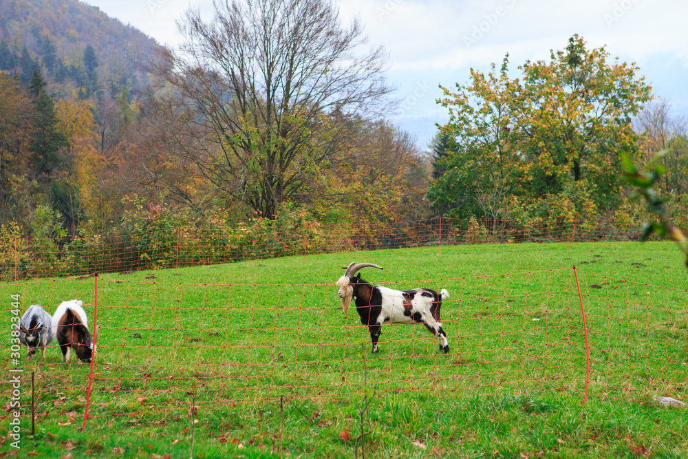 Herd of goats and sheep grazing in the mountain alpine village. A small herd of goats feeding at the autumn day. Animal husbandry, animal breeding