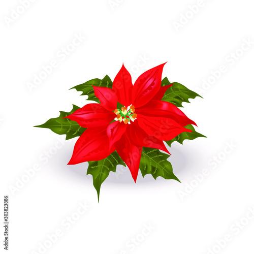 Beautiful realistic poinsettia (Euphorbia pulcherrima), traditional Christmas flower. Bright red Bethlehem Star spurge plant with green leaves, on white background, for prints, decor, web design etc