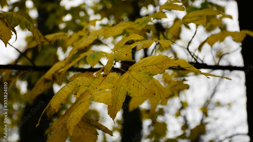 Autumn. Beautiful yellow and red leaves. The magic of nature. Autumn. Beautiful yellow and red leaves. The magic of nature.