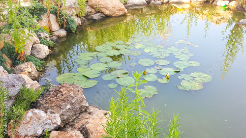 Fototapeta Naklejka Na Ścianę i Meble -  Lilies in the pond on a Sunny day. Beautiful Lily pond in the Park.