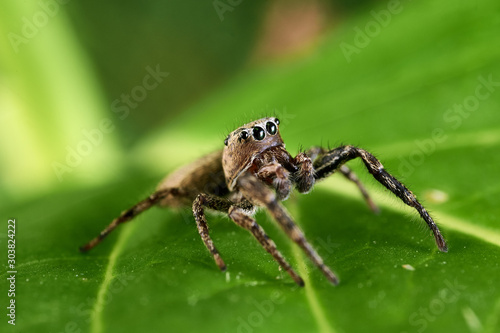 heliophanus jumping spider