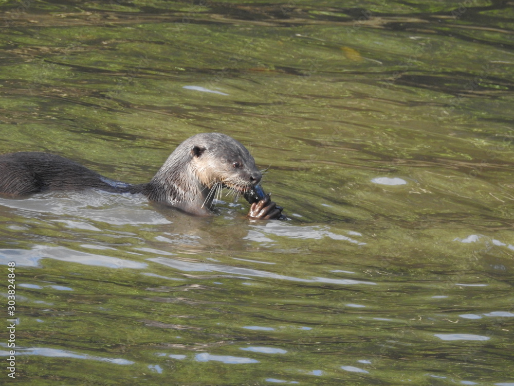 Naklejka premium Smooth Skin Otters enjoying their meal 