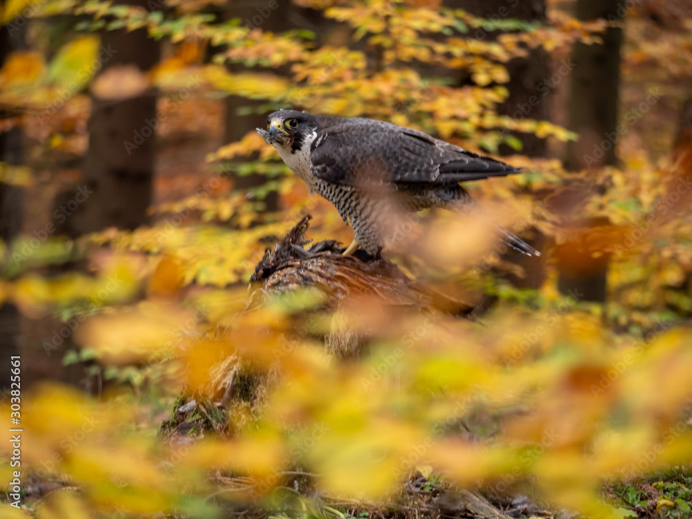 Fototapeta premium Peregrine falcon (Falco peregrinus) sitting on hunted pheasant and colorful autumn background. Peregrine falcon hunting. Peregrine falcon and pheasant. Autumn background.