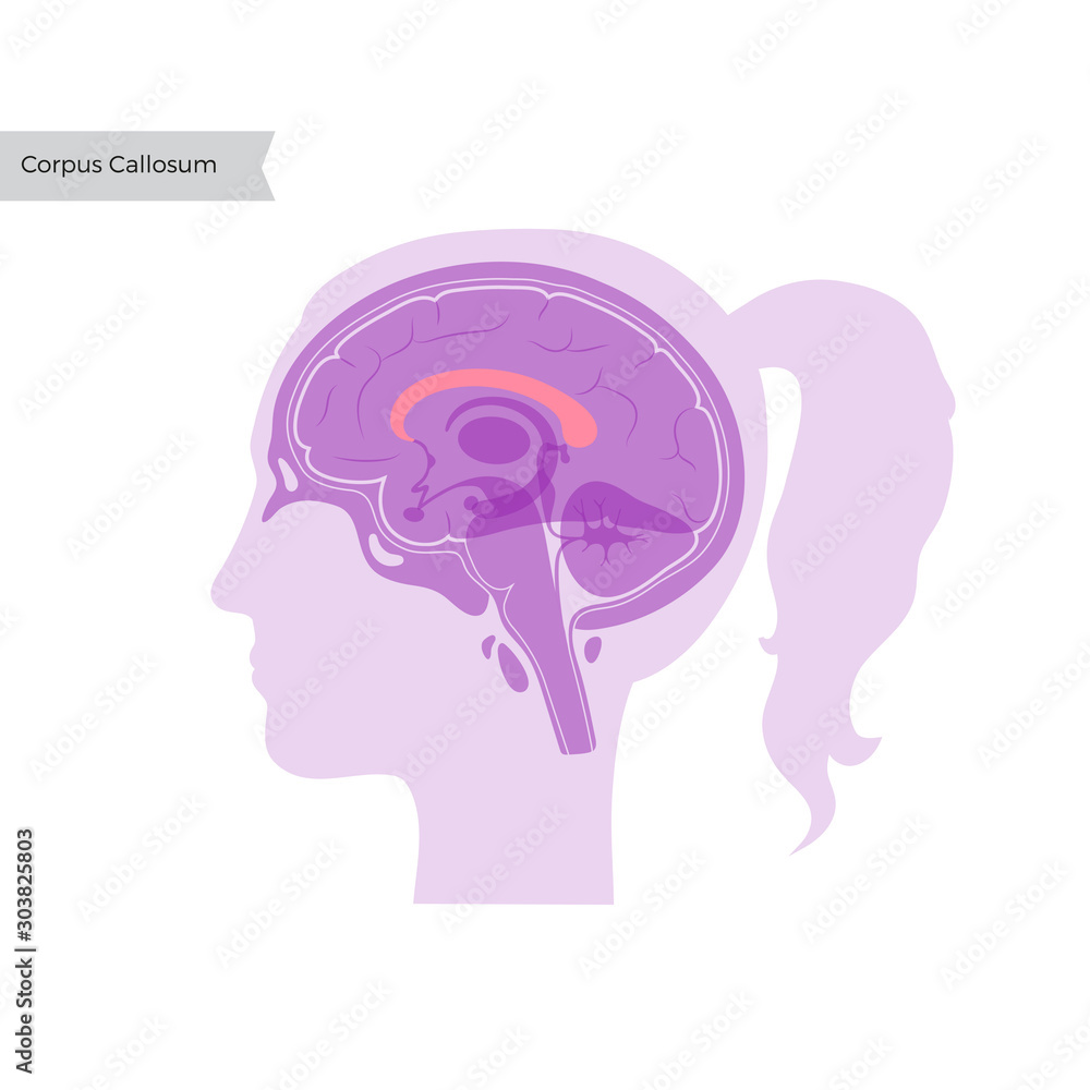 Vector illustration of Corpus callosum Vector illustration of Corpus callosum