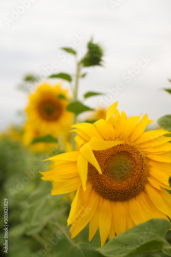 Sunflower natural background. Sunflowers blooming. field of sunflowers