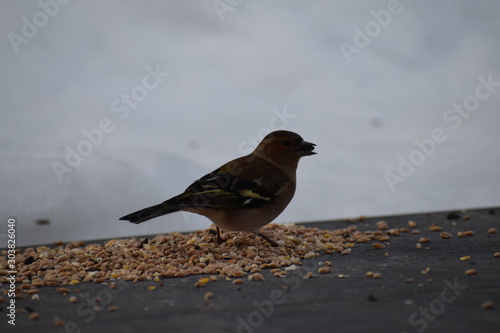 oiseau