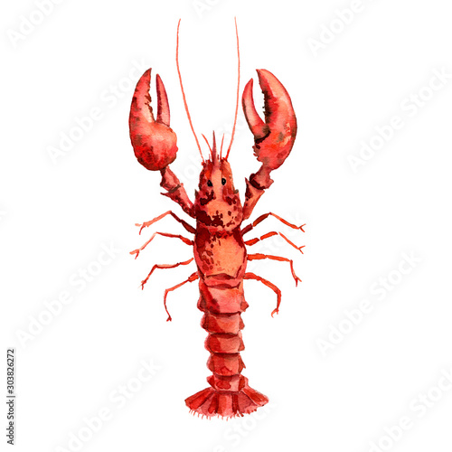 watercolor drawing lobster