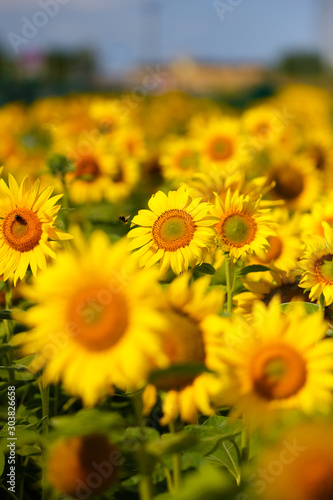 Fototapeta Naklejka Na Ścianę i Meble -  A bee collects pollen in a field of sunflowers.