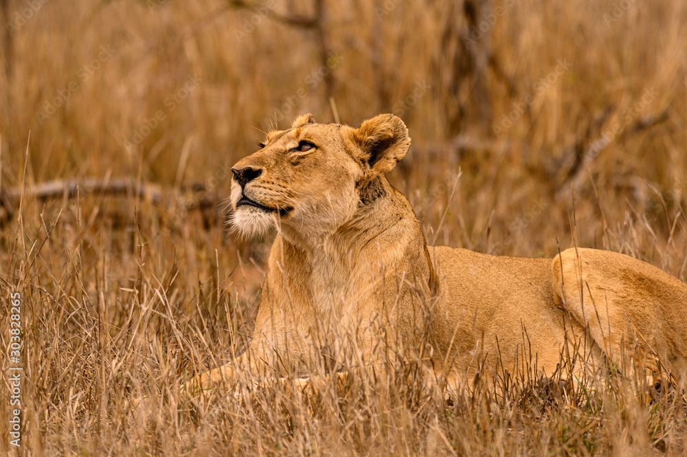 Lioness watching the circling vultures as she rests in the shade Lioness watching the circling vultures as she rests in the shade