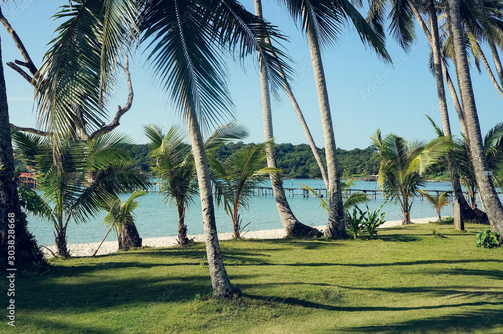 Fototapeta premium palm trees on beach