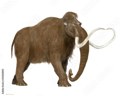 イラスト画像は絶滅したゾウ科マンモス属の中で最も有名なケナガマンモスを描いたもの マンモスの仲間ではやや中型 推定生存域は広く 北アメリカ大陸からユーラシア大陸の広範囲であり シベリアの永久凍土からかなりの骨格以外の組織が発掘され 再現画像として精度は イラスト画像は絶滅したゾウ科マンモス属の中で最も有名なケナガマンモスを描いたもの マンモスの仲間ではやや中型 推定生存域は広く 北アメリカ大陸からユーラシア大陸の広範囲であり シベリアの永久凍土からかなりの骨格以外の組織が発掘され 再現画像として精度は