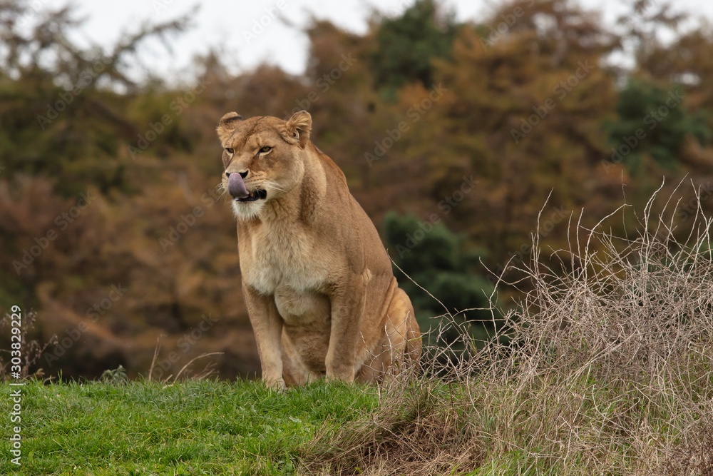Fototapeta premium lion and lioness