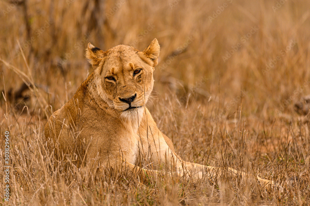 Lone lioness lying down and showing signs of weariness Lone lioness lying down and showing signs of weariness