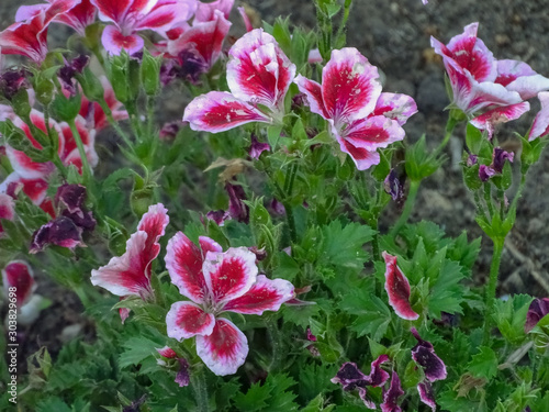 Flowers of a sweet garden