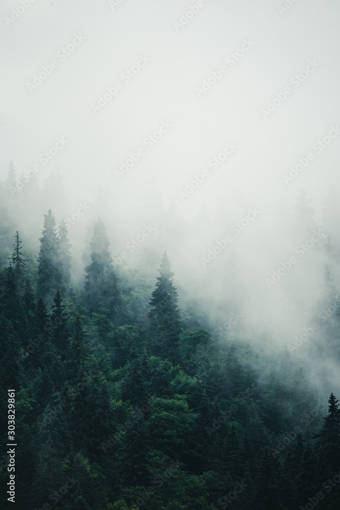 Misty mountain landscape - obrazy, fototapety, plakaty 