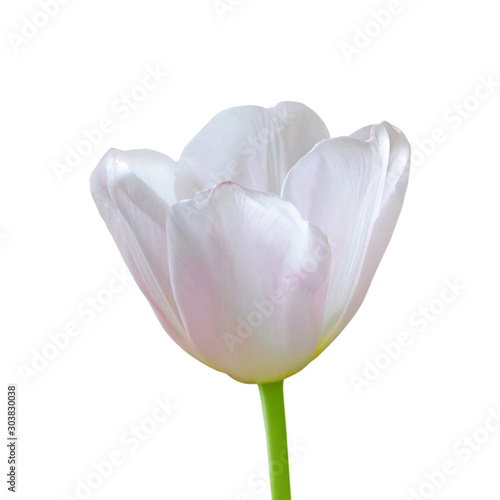 Beautiful white tulip isolated on a white background