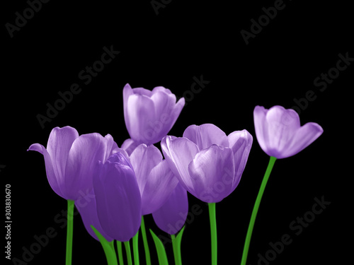 Beautiful violet tulips isolated on a black background