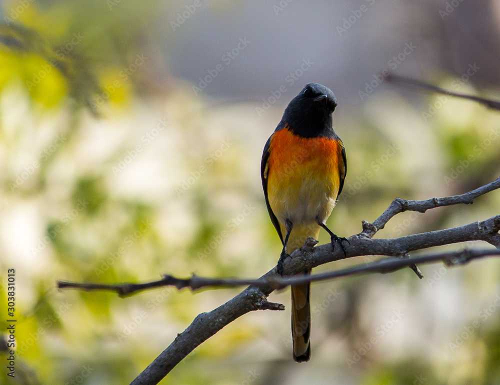 Portrait of a Bird