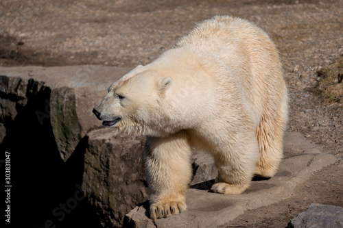 walking and on rocks balancing polar bear 