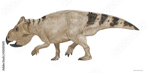 レプトケラトプスのイラスト　白亜紀後期　北アメリカ大陸西部に生息。トリケラトプスやトロサウルスなどの大型の角竜類と同時期に生息していた。原始的な小型の角竜類。体長は約2メートル程度。草食系。 © Mineo