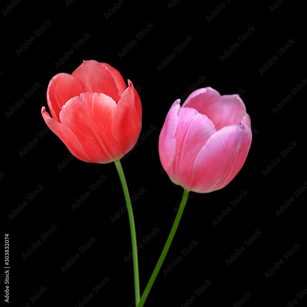Beautiful tulips flowers isolated on a black background Beautiful tulips flowers isolated on a black background