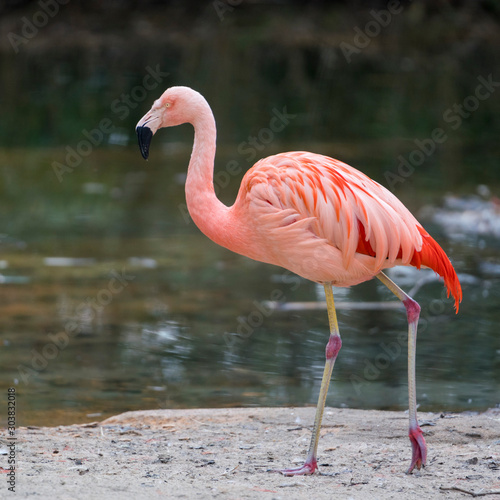 flamingo waking next to a lake